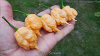 Star Scream - Pepper Seeds - White Hot Peppers